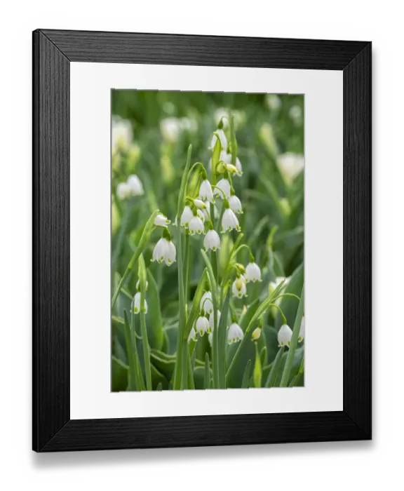 Framed Print : Summer Snowflake flowers, USA Framed Print : Summer Snowflake flowers, USA