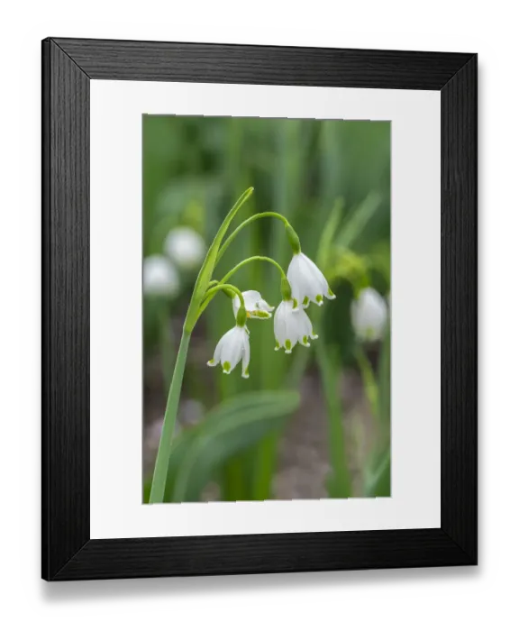 Framed Print : Summer Snowflake flowers, USA
