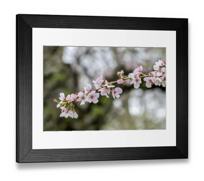 Framed Print : Branch of cherry blossoms, USA