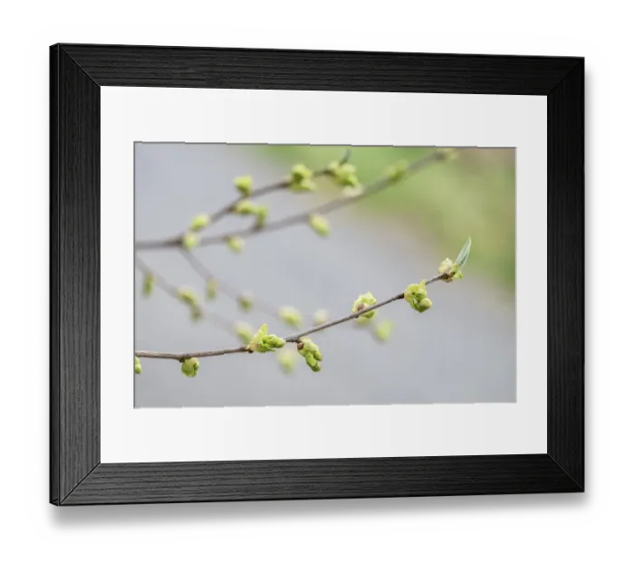 Framed Print : Branch of dogwood tree, USA