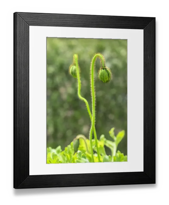 Framed Print : Poppy Flower buds, USA Framed Print : Poppy Flower buds, USA