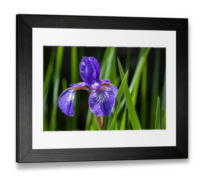 Framed Print : Siberian Iris, USA Framed Print : Siberian Iris, USA