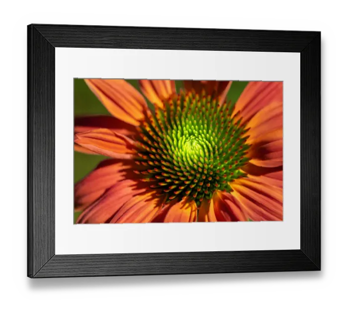 Framed Print : Orange coneflower, USA Framed Print : Orange coneflower, USA