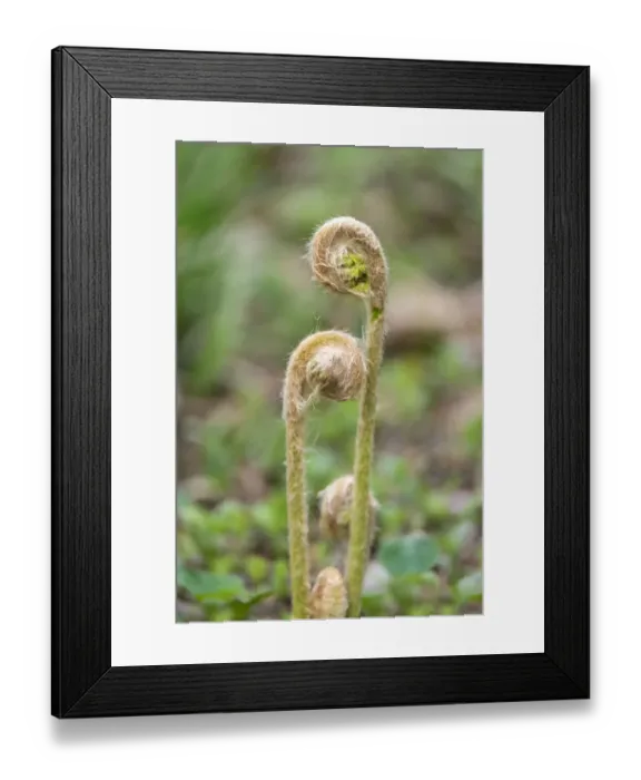 Framed Print : Cinnamon fern, USA Framed Print : Cinnamon fern, USA