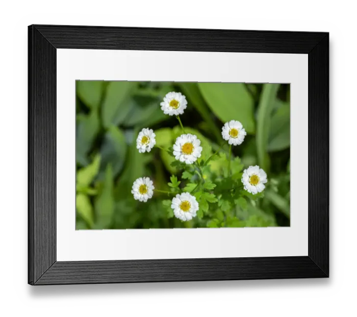 Framed Print : Marguerite daisy, USA Framed Print : Marguerite daisy, USA