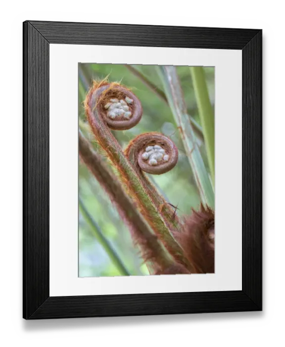 Framed Print : Tasmanian tree fern, USA Framed Print : Tasmanian tree fern, USA