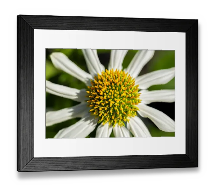 Framed Print : White coneflower, USA Framed Print : White coneflower, USA