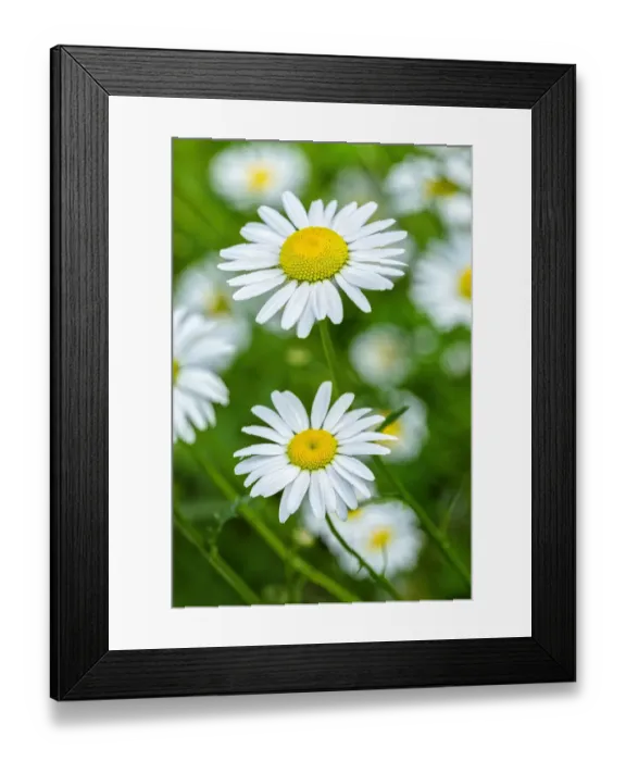 Framed Print : Oxeye daisy, USA Framed Print : Oxeye daisy, USA