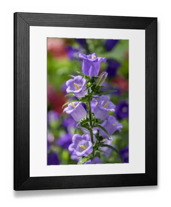 Framed Print : Campanula, Canterbury-Bells, USA