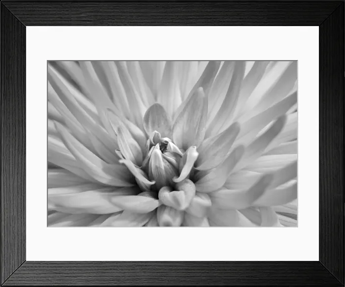 Framed Print : Pink dahlia, USA Framed Print : Pink dahlia, USA