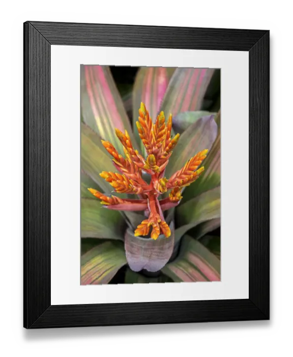 Framed Print : Orange Aechmea, USA Framed Print : Orange Aechmea, USA