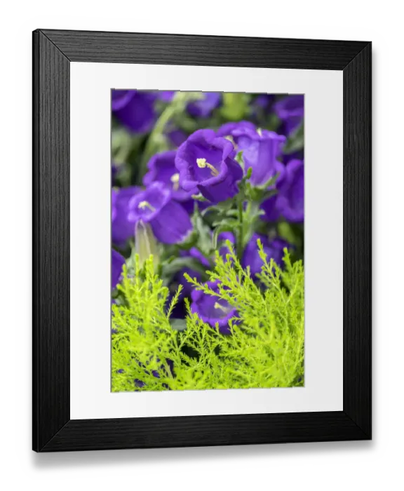 Framed Print : Campanula, Canterbury-Bells, USA Framed Print : Campanula, Canterbury-Bells, USA