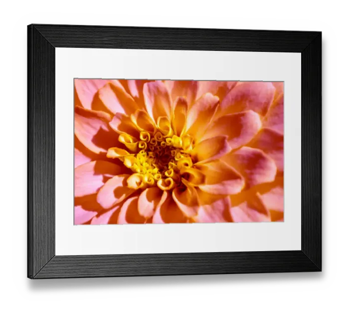 Framed Print : Yellow and Pink dahlia, USA Framed Print : Yellow and Pink dahlia, USA