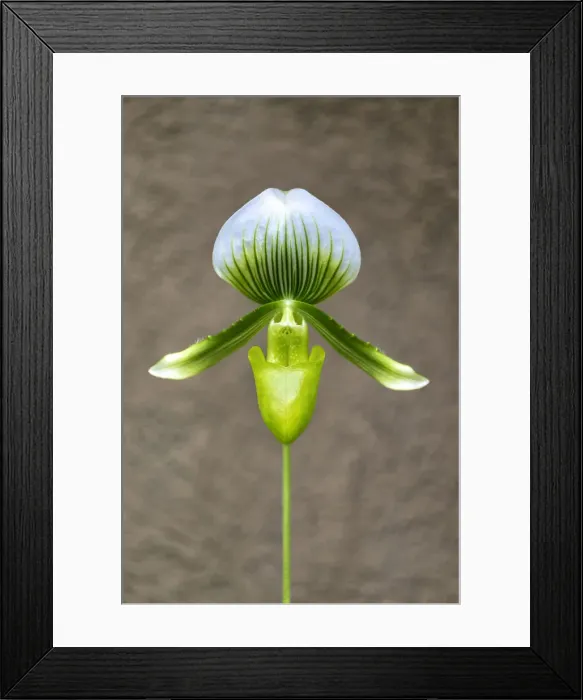 Framed Print : Magnificum orchid Framed Print : Magnificum orchid