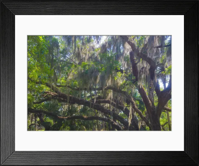 Framed Print : USA, Florida. Tropical garden, living oak with Spanish moss Framed Print : USA, Florida. Tropical garden, living oak with Spanish moss