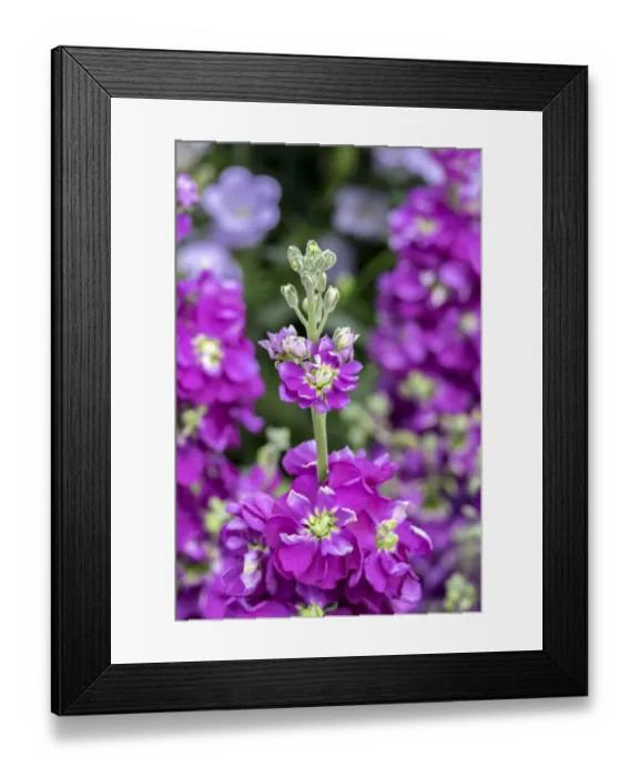 Framed Print : Hoary Stock, USA Framed Print : Hoary Stock, USA
