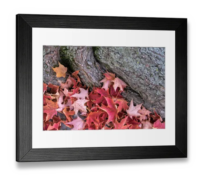 Framed Print : Red maple leaves, Massachusetts, USA Framed Print : Red maple leaves, Massachusetts, USA