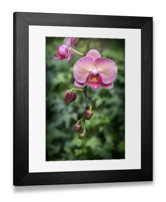 Framed Print : Pink orchid, USA
