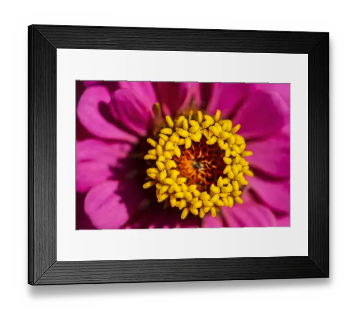 Framed Print : Pink zinnia, USA Framed Print : Pink zinnia, USA