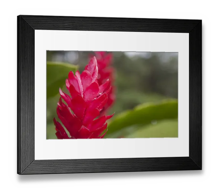 Framed Print : Red tropical bromeliad flower in Arenal, Costa Rica Framed Print : Red tropical bromeliad flower in Arenal, Costa Rica
