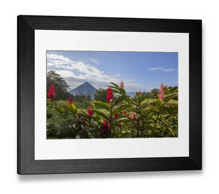Framed Print : Arenal Volcano in Costa Rica with tropical flowers Framed Print : Arenal Volcano in Costa Rica with tropical flowers