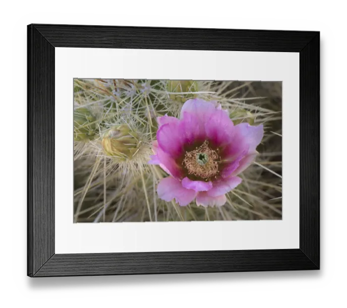 Framed Print : USA, Arizona. Flowers on Engelmanns Hedgehog cactus