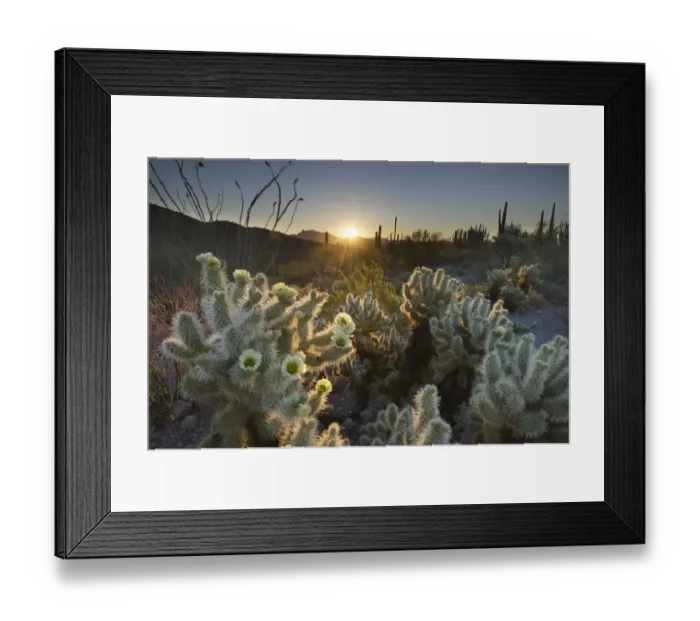 Framed Print : USA, Arizona. Teddy Bear Cholla cactus glowing in the rays of the setting sun
