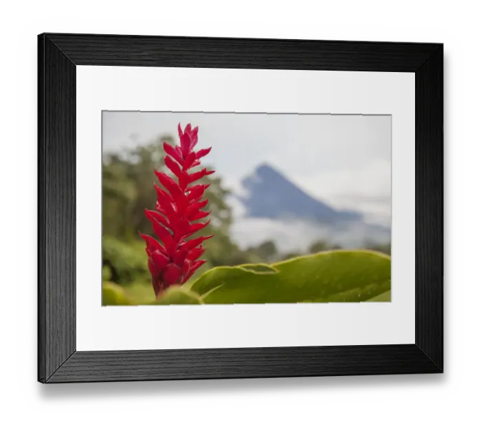 Framed Print : Red tropical bromeliad flower in Arenal, Costa Rica Framed Print : Red tropical bromeliad flower in Arenal, Costa Rica