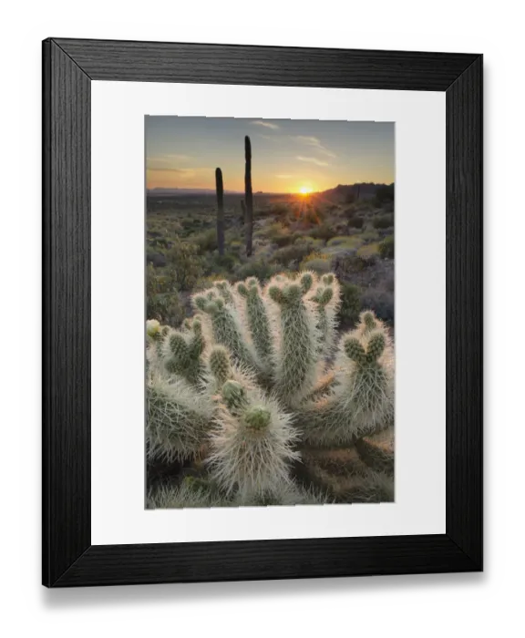Framed Print : USA, Arizona. Teddy Bear Cholla cactus illuminated by the setting sun Framed Print : USA, Arizona. Teddy Bear Cholla cactus illuminated by the setting sun