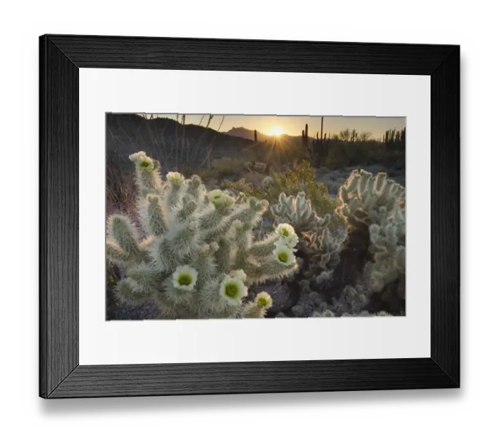 Framed Print : USA, Arizona. Teddy Bear Cholla cactus glowing in the rays of the setting sun Framed Print : USA, Arizona. Teddy Bear Cholla cactus glowing in the rays of the setting sun