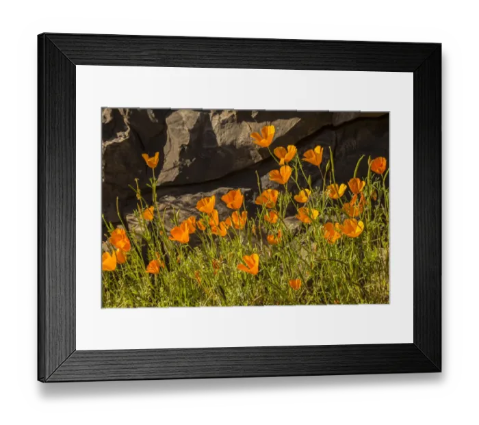 Framed Print : USA, Arizona, Peridot Mesa. California poppies in bloom