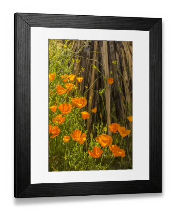 Framed Print : USA, Arizona, Peridot Mesa. California poppies in bloom Framed Print : USA, Arizona, Peridot Mesa. California poppies in bloom
