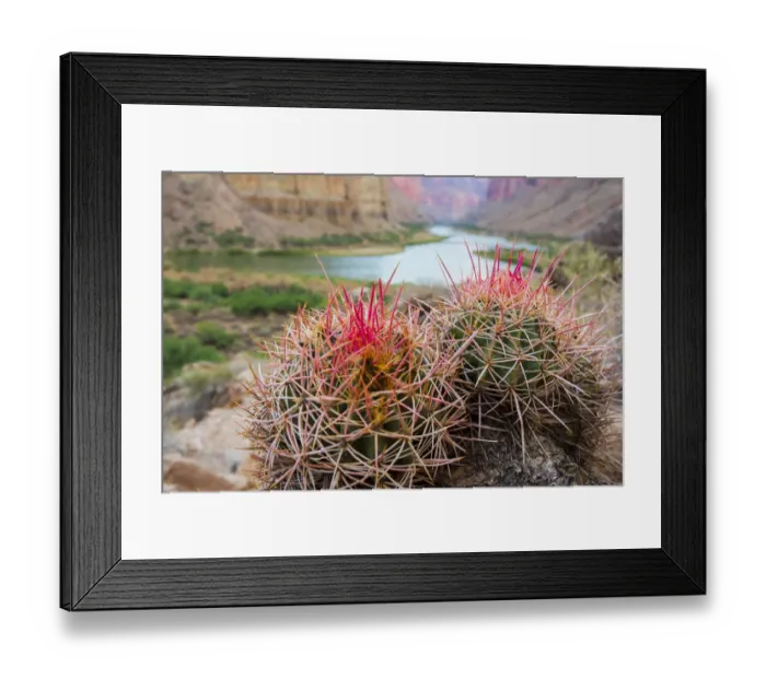 Framed Print : Usa, Arizona, Grand Canyon National Park. Barrel Cactus and Colorado River Framed Print : Usa, Arizona, Grand Canyon National Park. Barrel Cactus and Colorado River