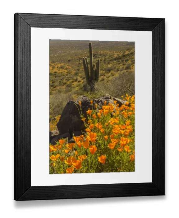 Framed Print : USA, Arizona, Peridot Mesa. California poppies blooming in desert