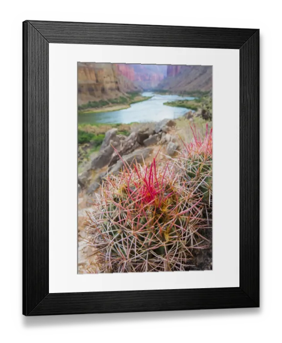 Framed Print : Usa, Arizona, Grand Canyon National Park. Barrel Cactus and Colorado River