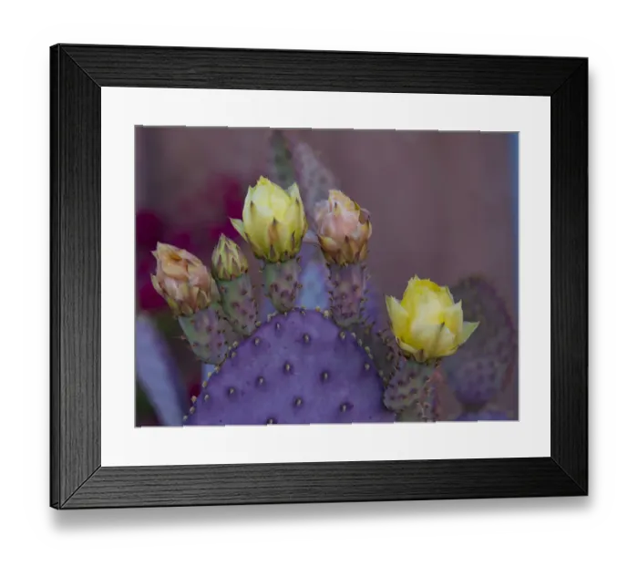 Framed Print : Usa, Arizona, Tucson. Yellow and pink flowers on purple Prickly Pear Cactus Framed Print : Usa, Arizona, Tucson. Yellow and pink flowers on purple Prickly Pear Cactus