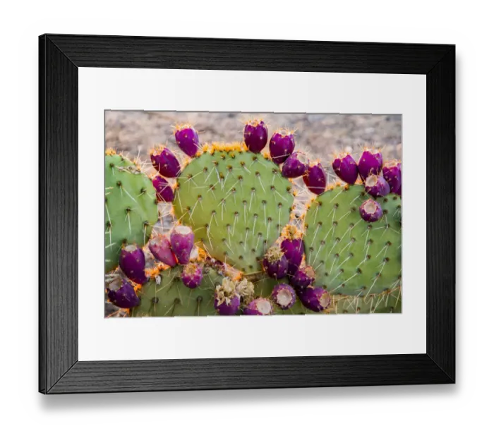 Framed Print : USA, California. Prickly pear cactus, purple color of pears