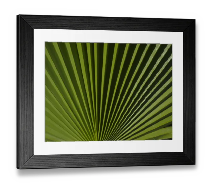 Framed Print : Usa, California, Joshua Tree. Travelers Palm with black and green radial stripes Framed Print : Usa, California, Joshua Tree. Travelers Palm with black and green radial stripes