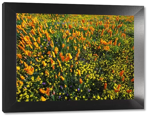 California Poppies and Goldfield, Antelope Valley, California, USA