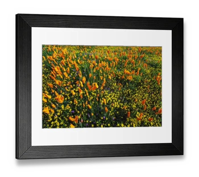 Framed Print : California Poppies and Goldfield, Antelope Valley, California, USA Framed Print : California Poppies and Goldfield, Antelope Valley, California, USA