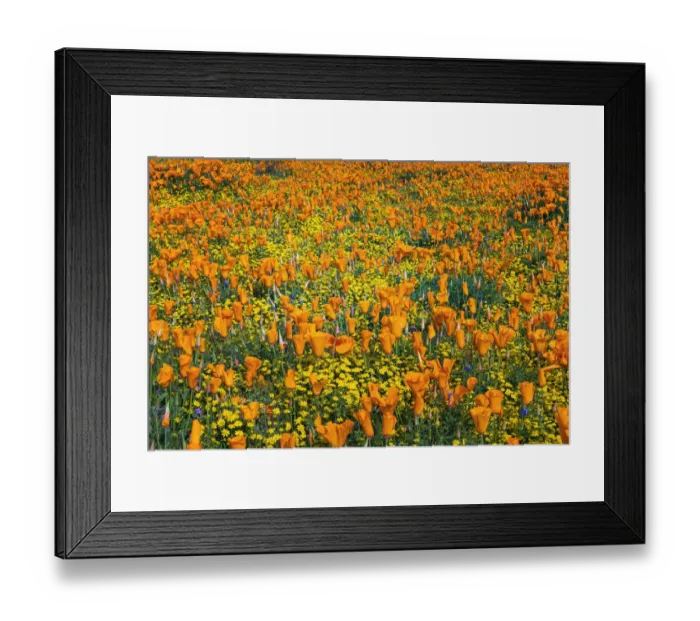Framed Print : California Poppies and Goldfield, Antelope Valley, California, USA