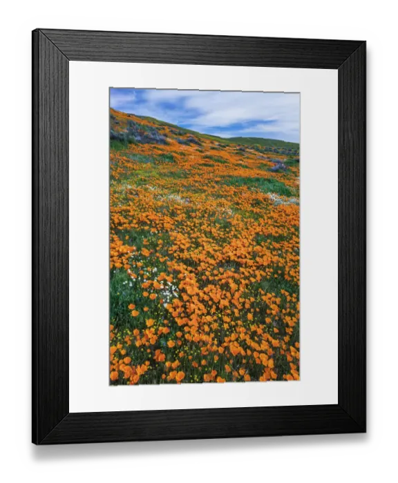 Framed Print : California Poppies, Antelope Valley, California, USA Framed Print : California Poppies, Antelope Valley, California, USA