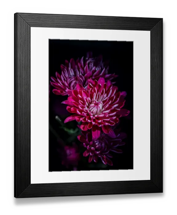 Framed Print : USA, Colorado, Fort Collins. Variegated chrysanthemums. Credit as Fred Lord  /  Jaynes