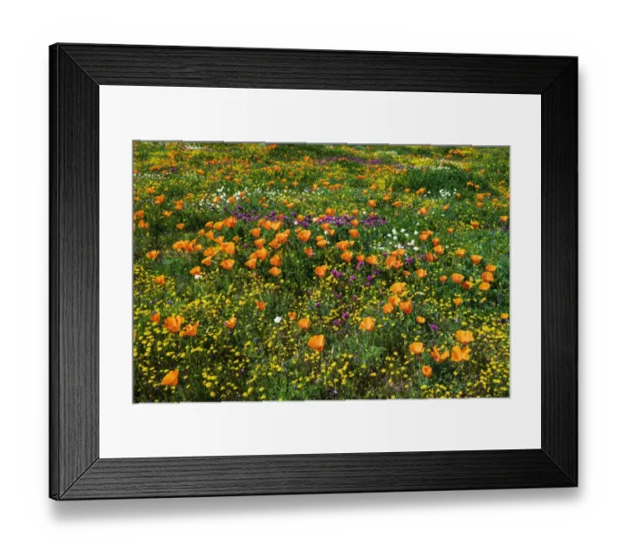 Framed Print : California Poppies Owls Clover and Goldfield, Antelope Valley, California, USA Framed Print : California Poppies Owls Clover and Goldfield, Antelope Valley, California, USA