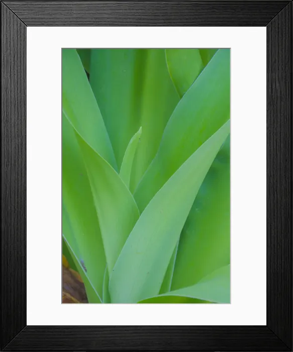 Framed Print : USA, Florida. Tropical foliage detail