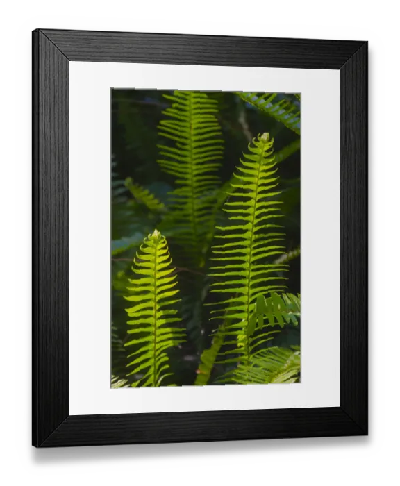 Framed Print : USA, Florida. Ferns Framed Print : USA, Florida. Ferns