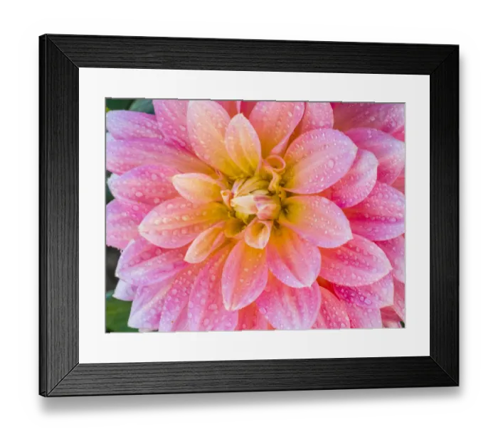 Framed Print : USA, Oregon, Canby, Clackamas County. Macro of a dahlia variety Framed Print : USA, Oregon, Canby, Clackamas County. Macro of a dahlia variety