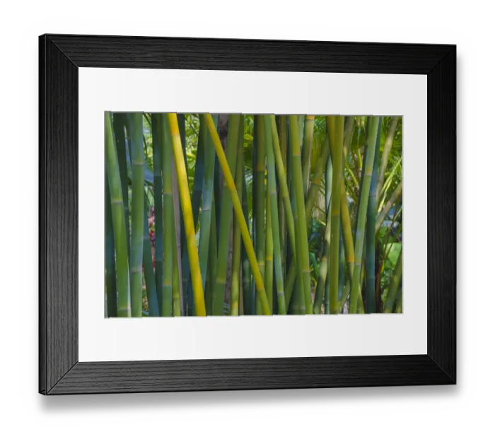 Framed Print : USA, Florida. Bamboo grove Framed Print : USA, Florida. Bamboo grove