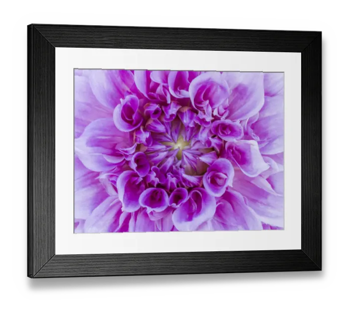 Framed Print : USA, Oregon, Canby, Clackamas County. Macro of a dahlia variety Framed Print : USA, Oregon, Canby, Clackamas County. Macro of a dahlia variety