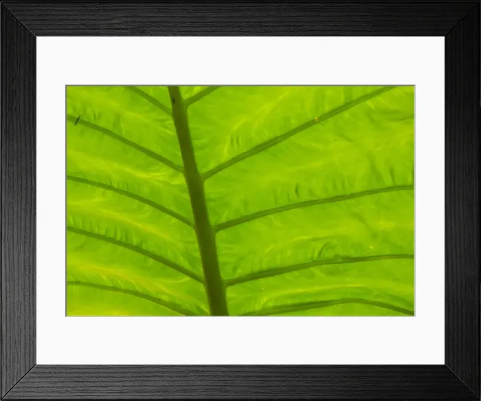 Framed Print : USA, Florida. Elephant ear plant